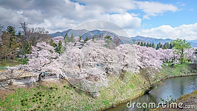 Cherry blossoms trees around Tsuruga Castle Stock Photo