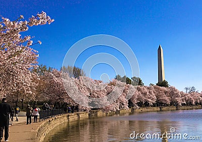 Cherry blossoms in Washington DC around tidal basin Editorial Stock Photo