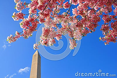 Cherry blossoms Stock Photo