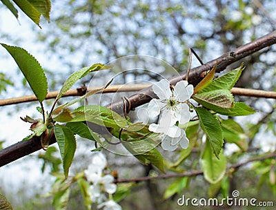 Cherry branch Stock Photo