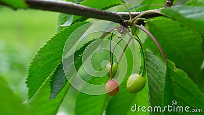 Cherry branch. Cherry berries on a branch. Unripe cherries. Stock Photo