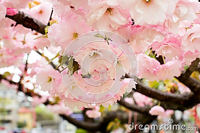 Cherry branch with pink flowers and small leaves. Close-up of sakura lush bloom on a spring day. Nature and botany, plants with Stock Photo