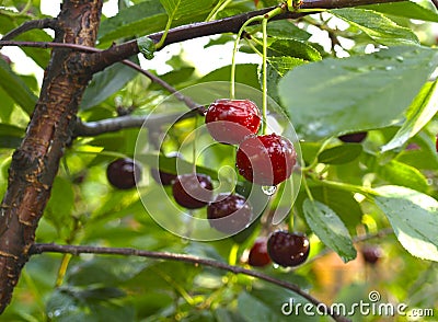 Cherry Stock Photo