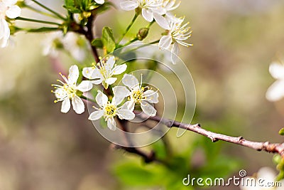 Cherry branches are covered with white flowers and green leaves. Background with flowers on a spring day. Stock Photo