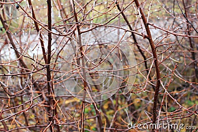 Cherry branches rain Stock Photo