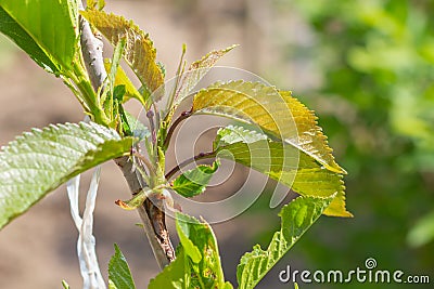 The cherry bud grafted onto the cherry tree and opened its leaves in the spring Stock Photo