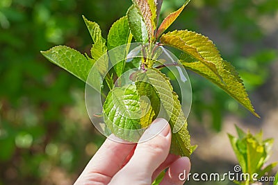 The cherry bud grafted onto the cherry tree and opened its leaves in the spring Stock Photo