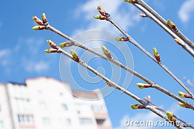 Cherry buds against urban buildings Stock Photo