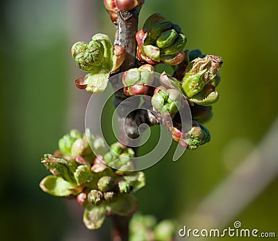 Cherry buds macro Stock Photo