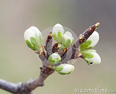 Cherry buds in spring Stock Photo