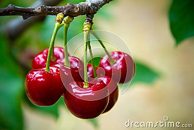 Cherry Stock Photo