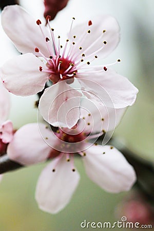 Cherry flower Stock Photo