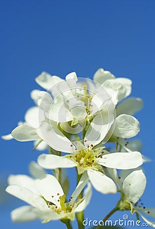 Cherry flower Stock Photo