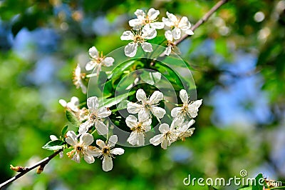 Cherry flower Stock Photo