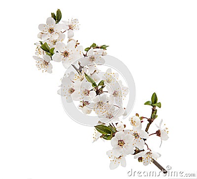 Cherry flower isolated on white background Stock Photo