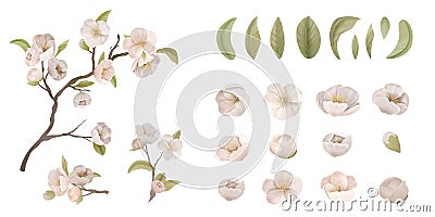 Cherry Flower Set Isolate on White Background. Realistic Sakura Blossom, Green Leaves and Branches, Design Elements Vector Illustration