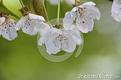 Cherry flowers Stock Photo