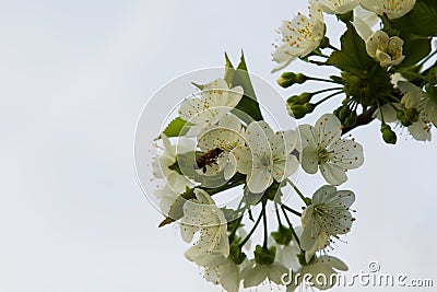 Cherry Flowers Stock Photo