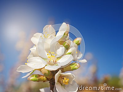 Cherry flowers blossom oriental white against background blue sky with sunshine beams macro shot. Stock Photo