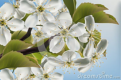 Cherry flowers branch close up Vector realistic. Beautiful spring background 3d illustrations Vector Illustration