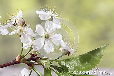 Cherry flowers and branches green background foliage Stock Photo