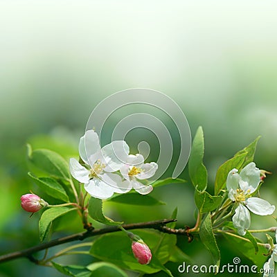 Cherry flowers in soft focus Stock Photo