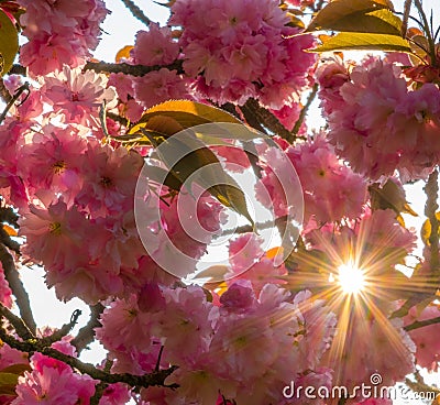 Cherry flowers with stared sunrise Stock Photo