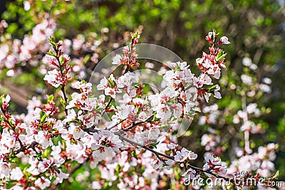 Cherry flowers on twig Stock Photo