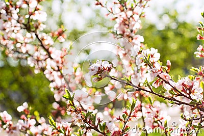 Cherry flowers on twig Stock Photo