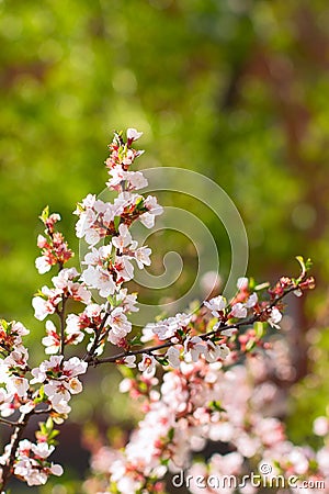 Cherry flowers on twig Stock Photo