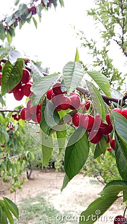 Cherry Stock Photo