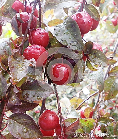 Cherry Stock Photo