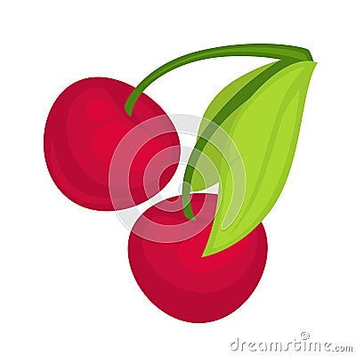 Cherry Fruit Isolated on White. Wild Berry Vector Vector Illustration