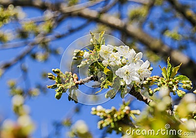 Cherry tree Cerasus Stock Photo