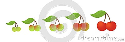 Cherry fruit ripeness stages chart. Colour and size, scale gradation set plant. From green to red gradient. Animation period Cartoon Illustration