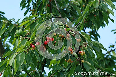 Cherry fruit tree Stock Photo