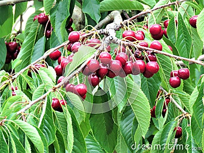 Cherry fruits in the tree Stock Photo