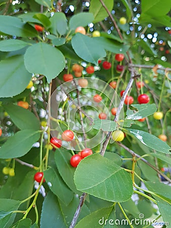 Cherry green berry Stock Photo