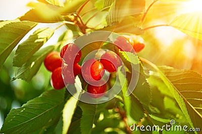 Cherry on a green branch in sunlight Stock Photo