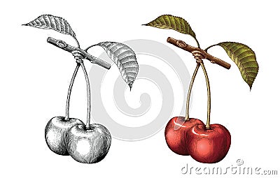 Cherry hand drawing vintage engraving illustration black and white with fill color Cartoon Illustration