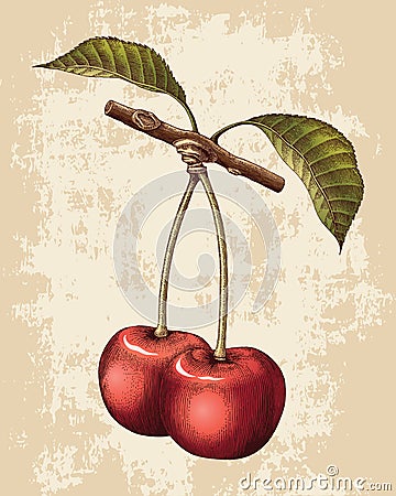 Cherry hand drawing vintage engraving illustration Vector Illustration