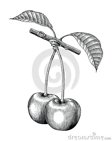 Cherry hand drawing vintage engraving illustration Vector Illustration