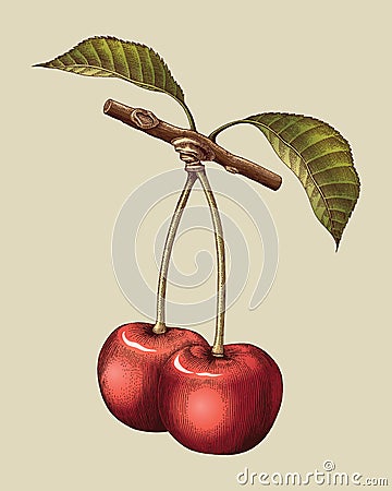 Cherry hand drawing vintage engraving illustration Vector Illustration