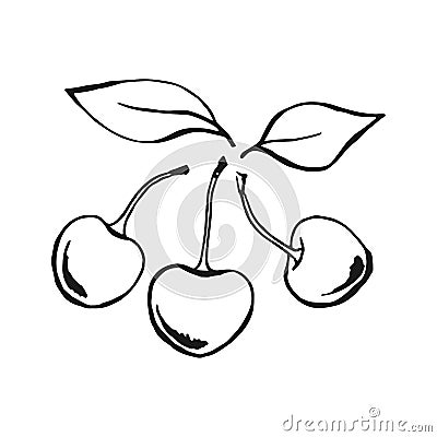 Cherry. Hand drawn illustration converted to vector Vector Illustration