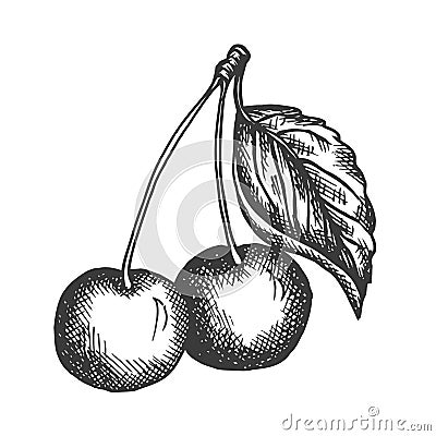 Cherry hand drawn vector Sketch of fruit Vector illustration. Berry in vintage style Design for menu, farm market poster Vector Illustration