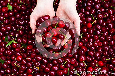 Cherry in hands Stock Photo