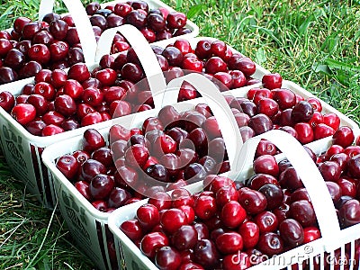 Cherry Harvest Stock Photo