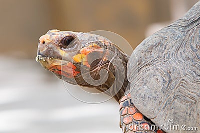 Cherry head red foot tortoise Stock Photo