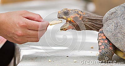 Cherry head red foot tortoise Stock Photo