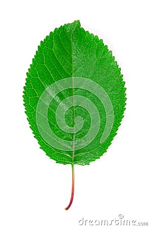 Cherry leaf. Stock Photo